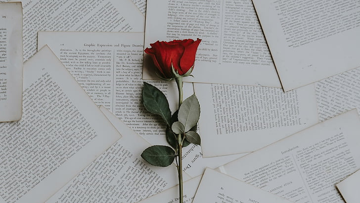 red rose, book pages, flower, paper, petal, romantic