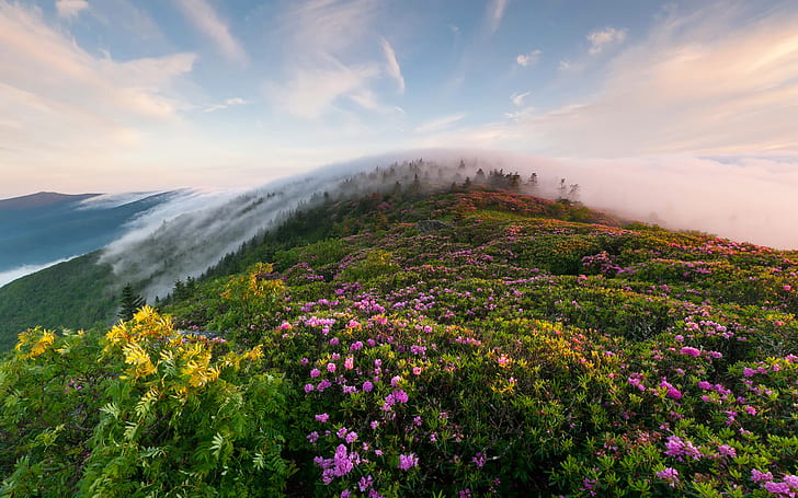 Rhododendron Flowers Mountain Flowers Morning Mist Blue Ridge Mountains Appalachian Trail Roan Peaks Landscape 2560×1600