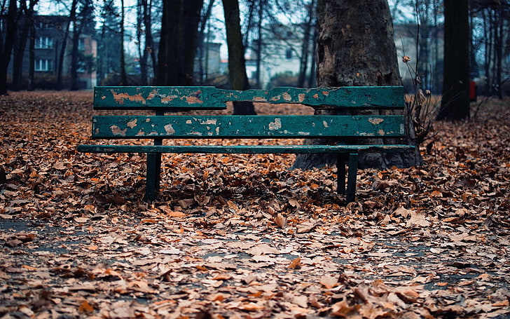 green metal bench, fall, leaves, tree, leaf, plant part, autumn