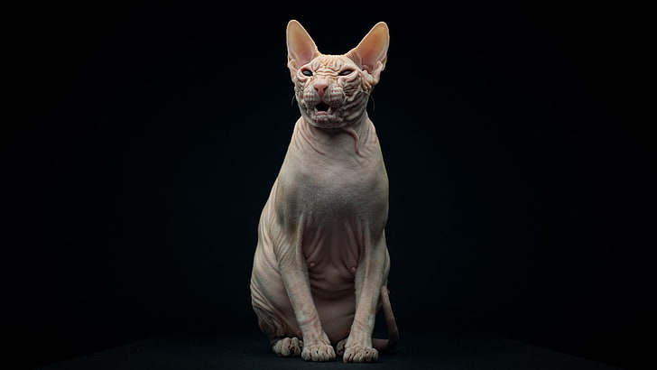 cat, hairless cat, sphynx, mammal, whiskers, one animal, pets