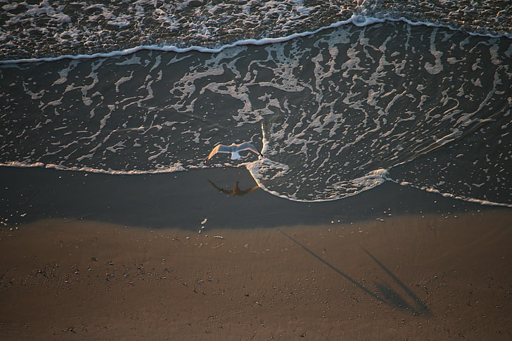 seagulls, waves, Myrtle Beach SC, birds, animals, water, high angle view, HD wallpaper