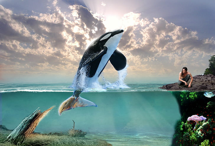 HD wallpaper: 3d, art, creative, Dolphin, fantasy, ocean, Orca, Whale |  Wallpaper Flare