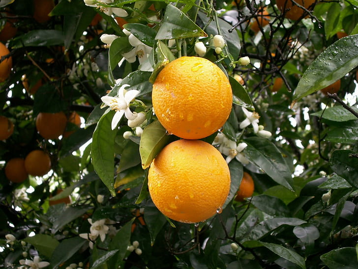 Oranges After The Rain, orange fruit, nature, orange blossoms
