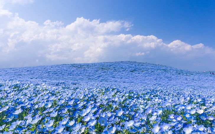 HD wallpaper: Flowers, Blue Flower, Cloud, Field, Nature, Sky | Wallpaper  Flare