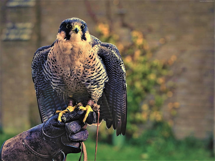 Birds, Peregrine Falcon, Animal