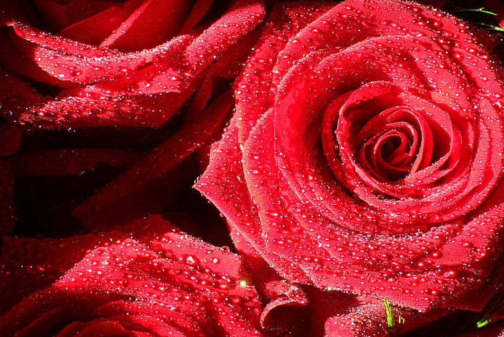 HD wallpaper: Rose 3, red rose, flower, wonderful | Wallpaper Flare