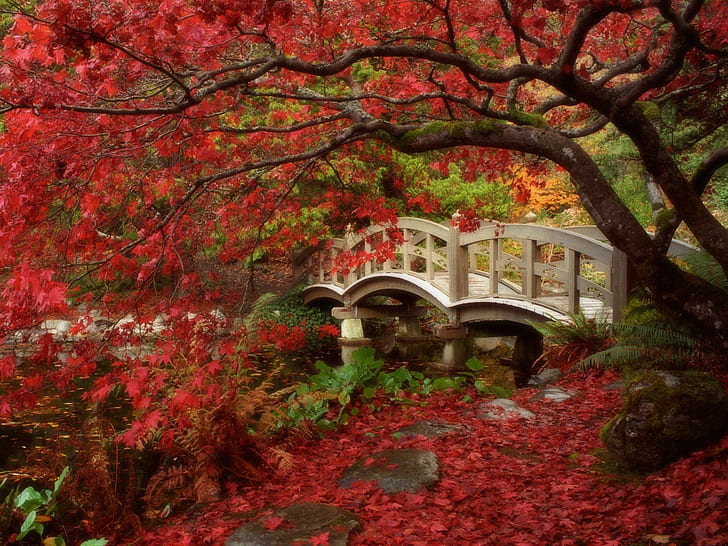 Japan, red leaves, fall, bridge, creeks, trees, HD wallpaper