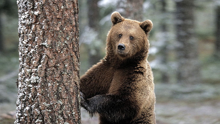 brown grizzly bear, animals, bears, animal wildlife, animals in the wild