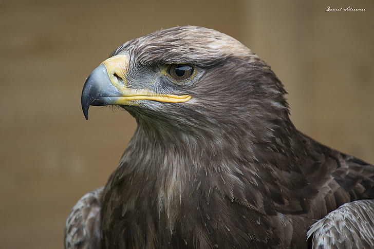 close up photo of gray hawk, falcon, falcon, Falke, Canon, Closeup, HD wallpaper