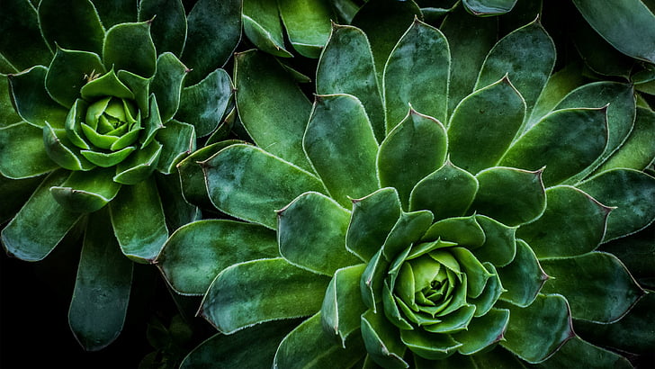 Green succulent plant HD wallpaper  Peakpx