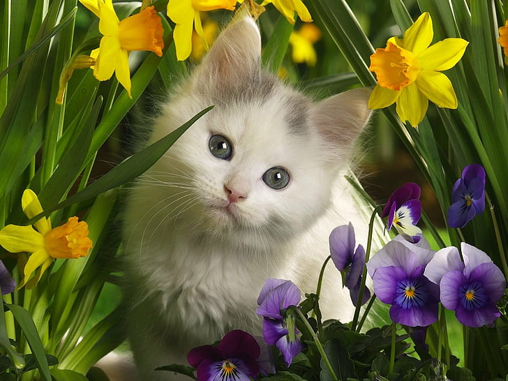 animals, baby, cats, Daffodils, kittens, Pansies, flower, flowering plant, HD wallpaper