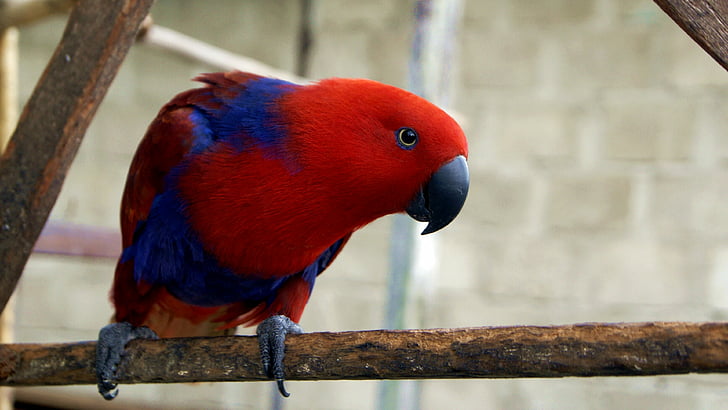 shallow focus photography of red and blue bird, electus parrot, HD wallpaper