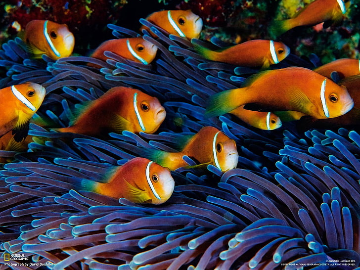 sea anemones, fish, clownfish, animals, animal themes, animals in the wild