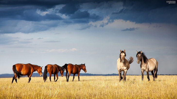 herd of horses, Kazakhstan, Sobchak, Xenia, graceful, nature, HD wallpaper