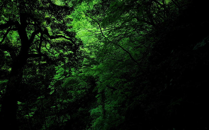 green, dark, jungle