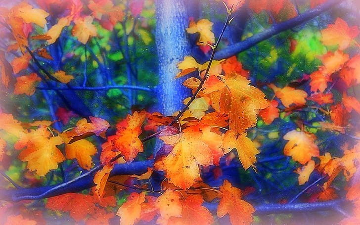 Abundant in Autumn, lovely, seasons, creative-pre--made, nature, HD wallpaper