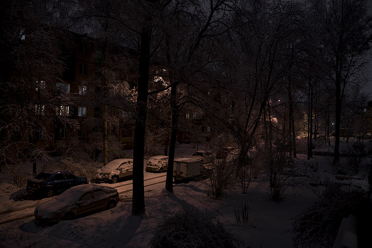 snow field, winter, street, Russia, plant, night, nature, bare tree