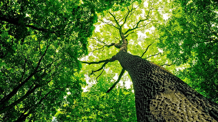 green tree, worm's eye view of large tree, trees, branch, leaves, HD wallpaper
