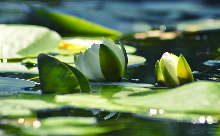 Armenia, Water Lily, white lotus flower, Nature, Flowers, green