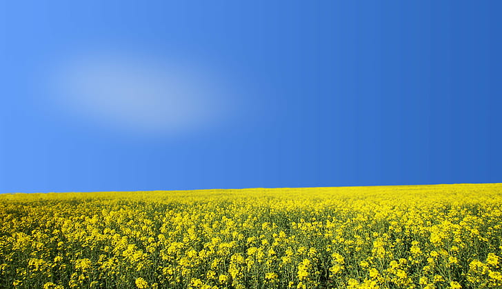 Basket-of-Gold flower field during daytime, illusion, sunny day, HD wallpaper