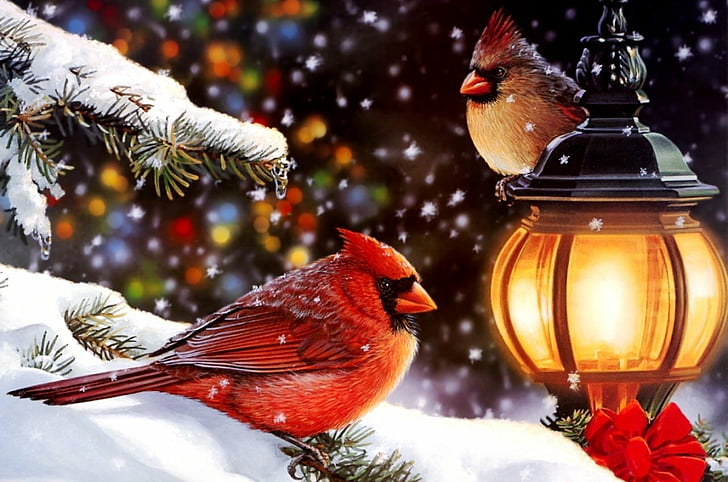 Birds, Cardinal, celebration, animal, christmas, animal themes, HD wallpaper