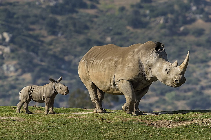 Baby rhino 1080P, 2K, 4K, 5K HD wallpapers free download | Wallpaper Flare