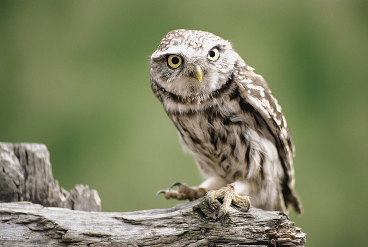 brown and white owl, branch, bird, predator, bird of Prey, animal, HD wallpaper