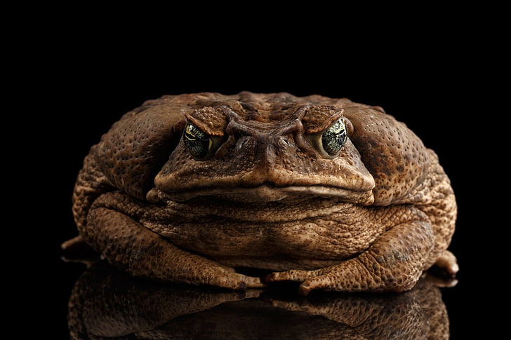 Animal, Cane toad, HD wallpaper