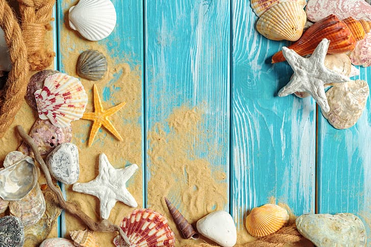 HD wallpaper: sand, beach, shell, wood, marine, still life, starfish,  seashells | Wallpaper Flare