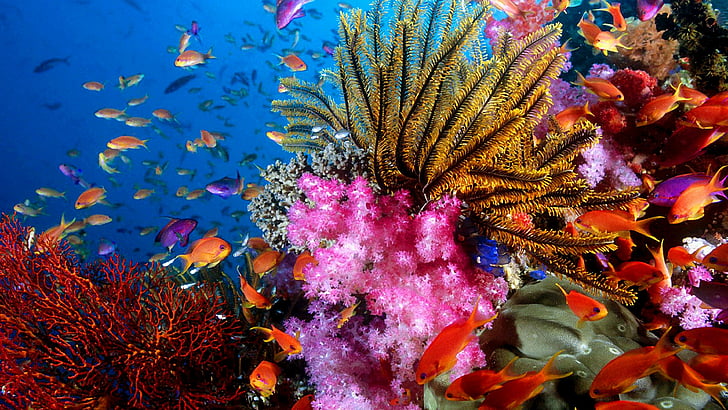 aquarium world, colorful, fishes, corals