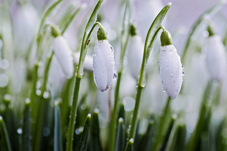 white petaled flower covered with rain drops, Early Spring, Snowdrops, HD wallpaper