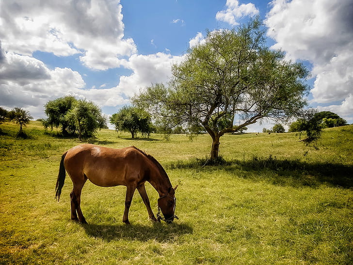 photo of brown horse on grass field near a tree under blue sky