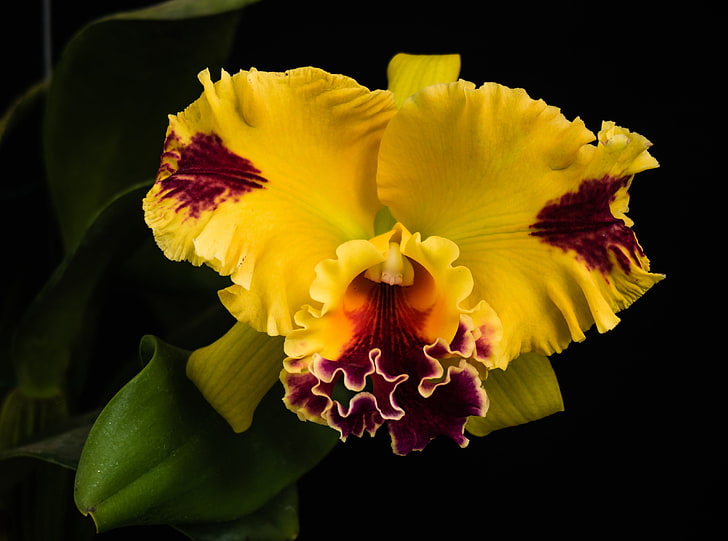 Beautiful Yellow Orchid, yellow and red cattleya orchid flower, HD wallpaper