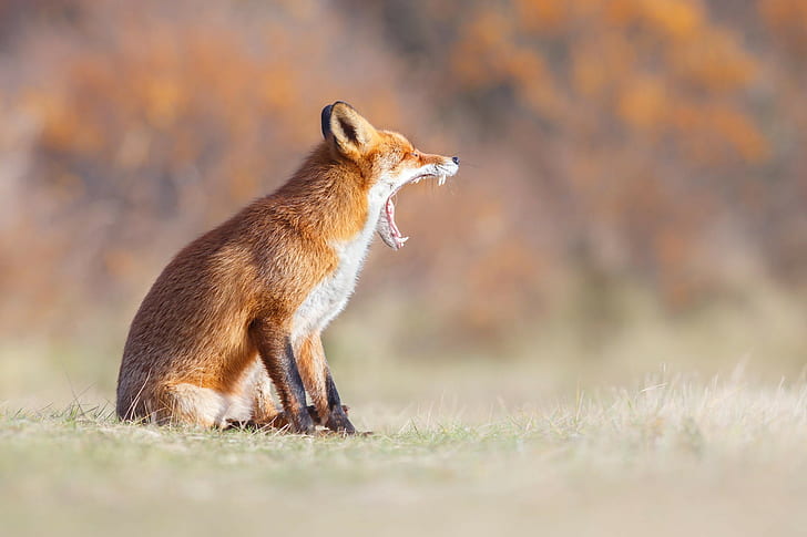 fox, animals, yawning, teeth