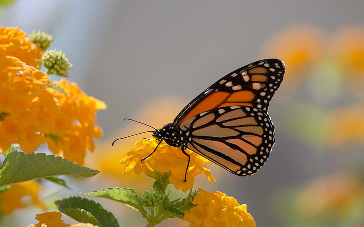 HD wallpaper: Monarch Butterfly And Yellow Lanthana Desktop Wallpaper Full  Screen | Wallpaper Flare