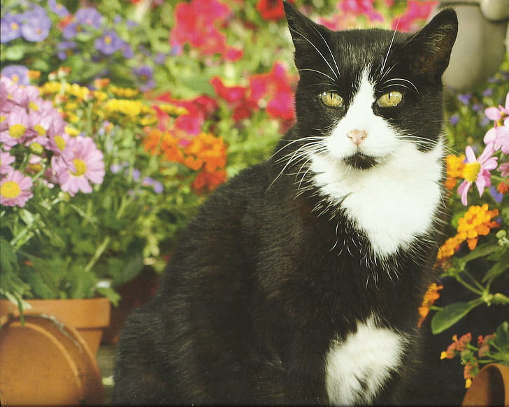 Tuxedo cat, cute, flowers, paws, HD wallpaper