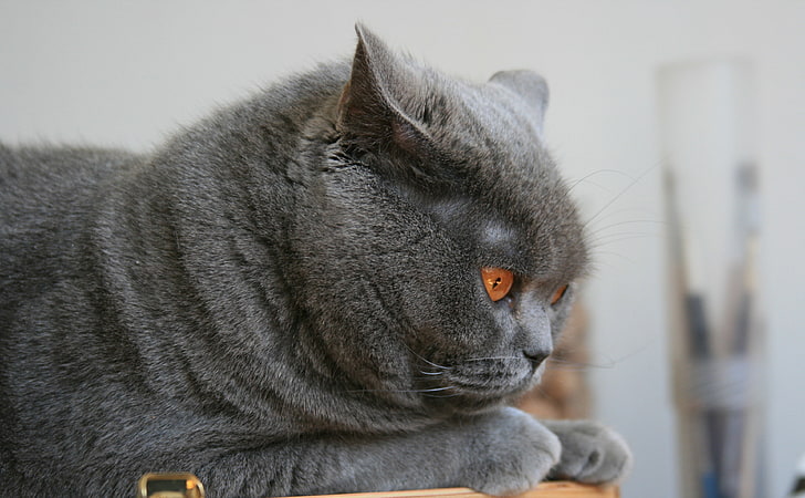 Scottish Fold, gray cat, Animals, Pets, close-up, funny, cute, HD wallpaper