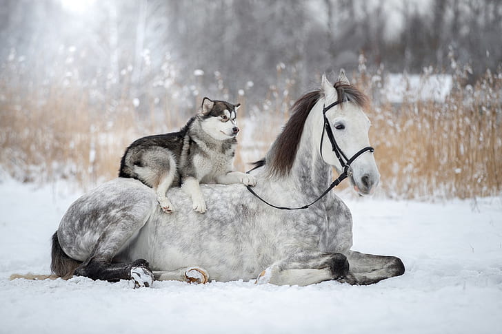 winter, snow, horse, dog, husky, HD wallpaper