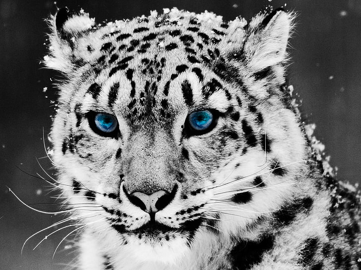 wild cat, snow leopards, selective coloring, leopard (animal)
