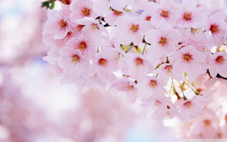 pink Cherry blossom flowers, spring, nature, pink Color, springtime, HD wallpaper