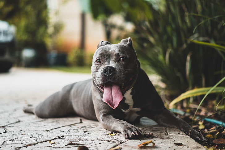 adult black and white American pitbull, pit bull, dog, protruding tongue
