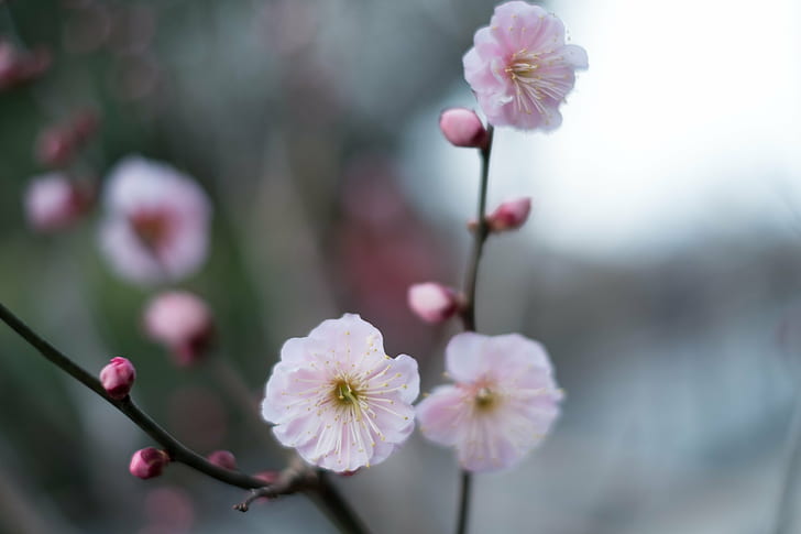 pink petaled flowers, Fujifilm, Fujinon, Ikegami, X-Pro1, XF, HD wallpaper