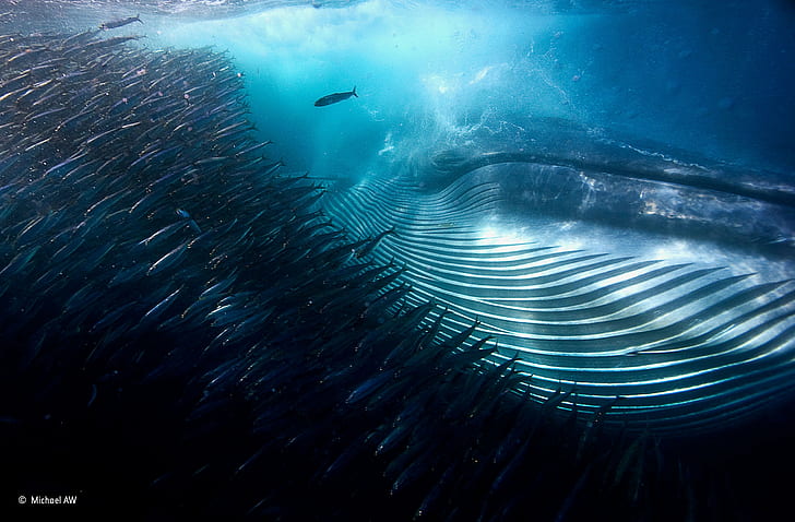 water, photography, winner, fish, South Africa, animals, whale