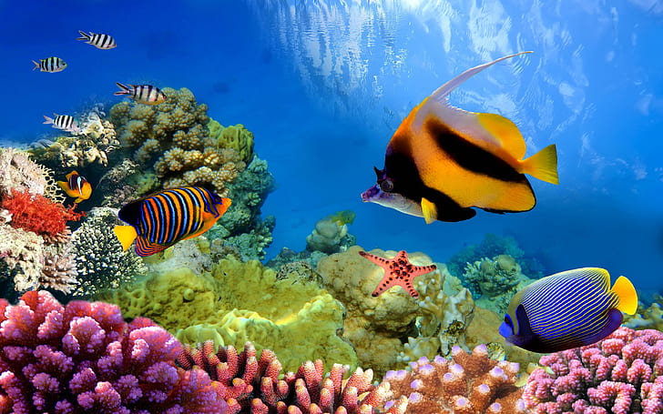 Fishes, Animal, Colorful, Colors, Coral, Great Barrier Reef, HD wallpaper