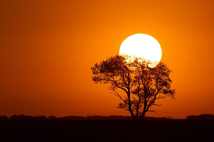 landscape, Sun, orange sky, silhouette, trees, sunset