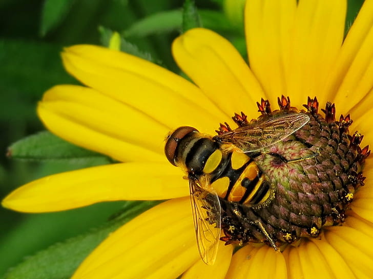 yellow Bee on yellow clustered petal flower, Daisy, Hoverfly