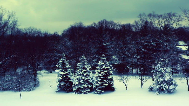 filter, nature, snow, forest, landscape, trees, plant, winter