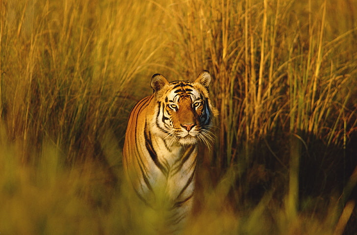 bengal tiger 4k new  full hd, cat, feline, animal wildlife, HD wallpaper