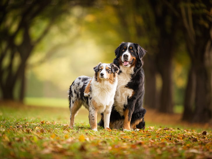 Dogs, Australian Shepherd, Bernese Mountain Dog, Pet, HD wallpaper