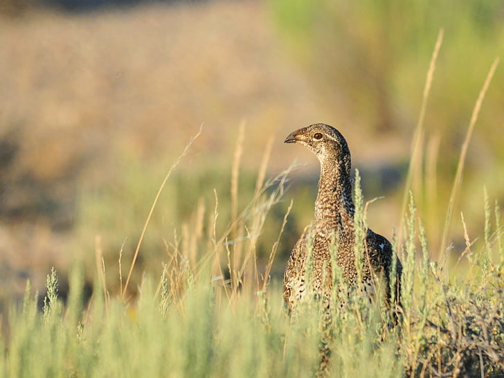 landscape photo of brown bird, greater sage-grouse, greater sage-grouse